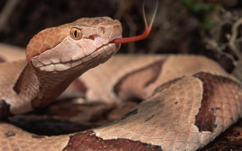 snake, poisonous, reptile, animals, 1080P