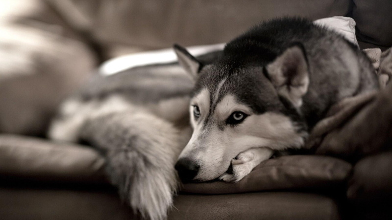 mammal, husky, furniture, domestic animals, people, looking at camera, portrait, pets, canine, indoors, dog, 1080P, sofa, looking, focus on foreground