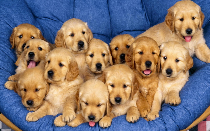 animals, light, 1080P, dozen, cuddly, cute, puppy, litter, puppies, doggies, retriever, golden