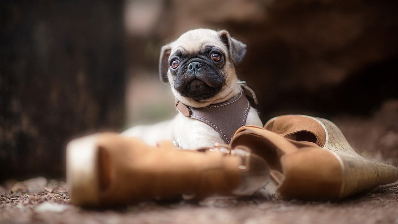 nature, small, cute, dog, mops, people, looking, young animal, shoes, portrait, pets, pug, puppy, day, one animal, mammal, canine, selective focus, domestic animals