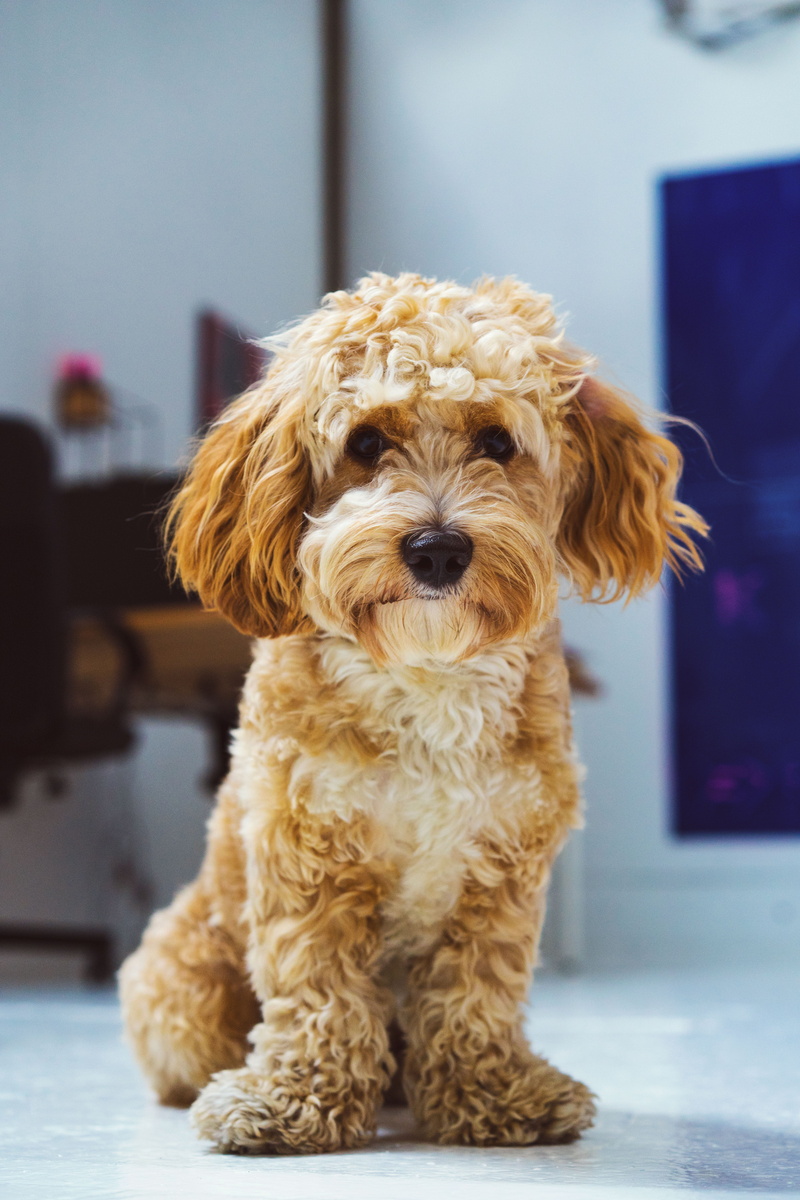 looking at camera, softness, cute, dog, sitting, canine, gold, boy, doggy, photography, pets, domestic, toronto, innocence, animal themes, small, canada
