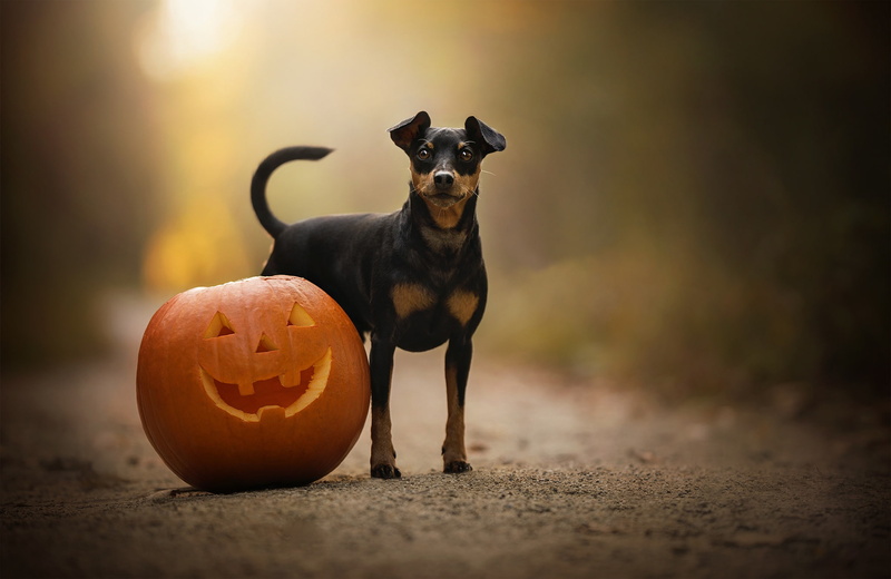 pumpkin, 1080P, doggie, bokeh, sobchenko, Miniature Pinscher