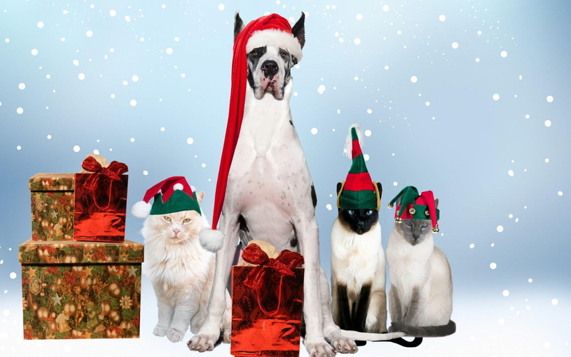 1080P, animals, merry, christmas, doggie