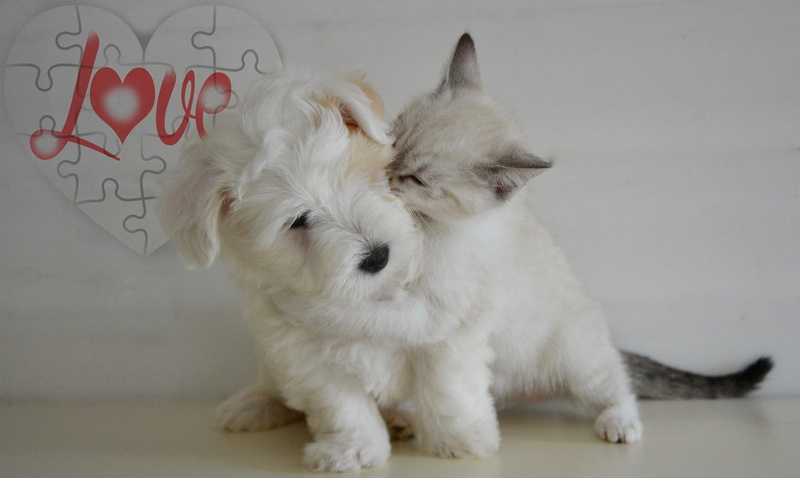 white, wirehaired, text, eyes closed, heart, close-up, feelings, no people, relaxation, pets, one animal, vertebrate, canine, love, cute, animal, kitten