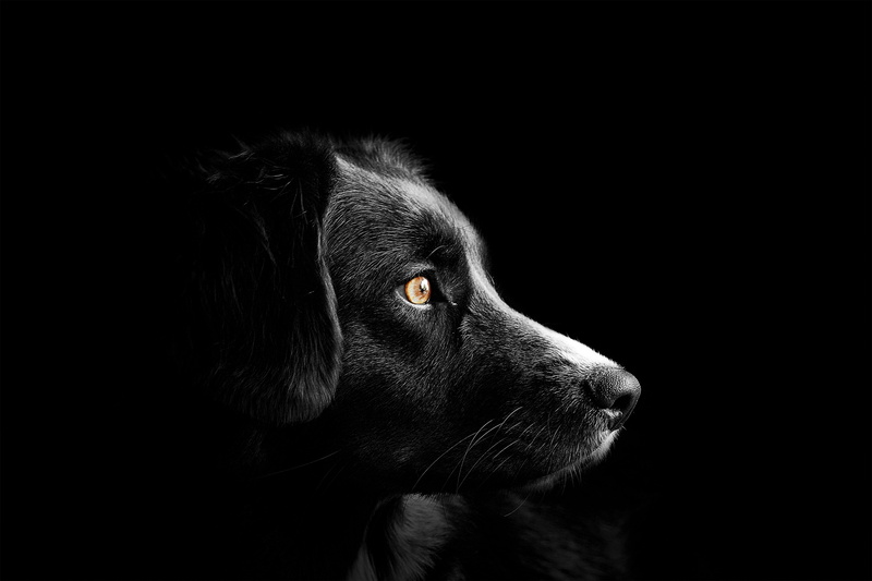 pretty, black background, friend, design, isolated, border collie, black color, animal themes, doggy, art, looking away, animal, animal eye, paw, cheerful