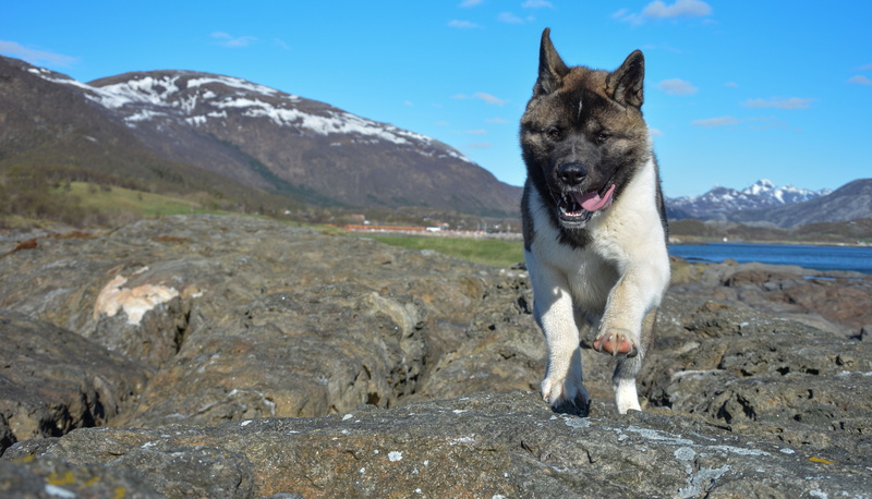 funny, action, happy, motion, tricolor, one animal, dog playing, chasing, indoor, activity, running, white, mountain, adult, breed, american akita, jumping