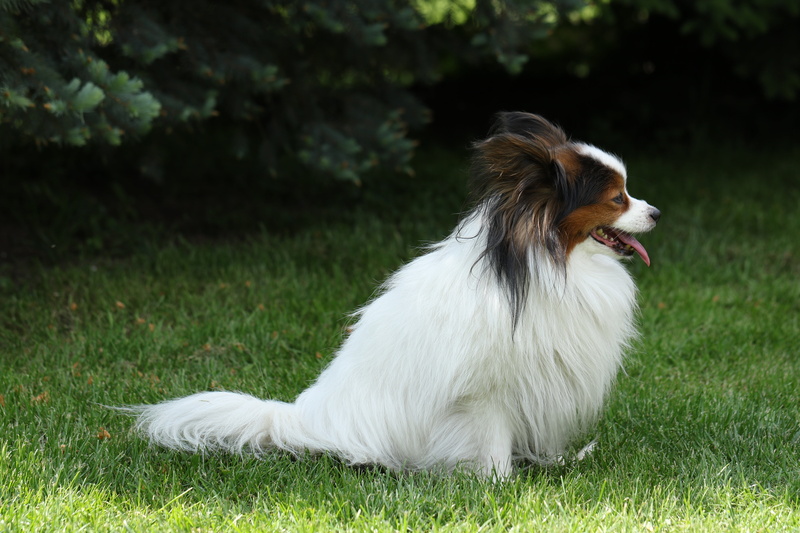 animal themes, lap dog, domestic, papillon, plant, vertebrate, sitting, border collie, one animal, cavalier king charles spaniel, white color, coat, 5K