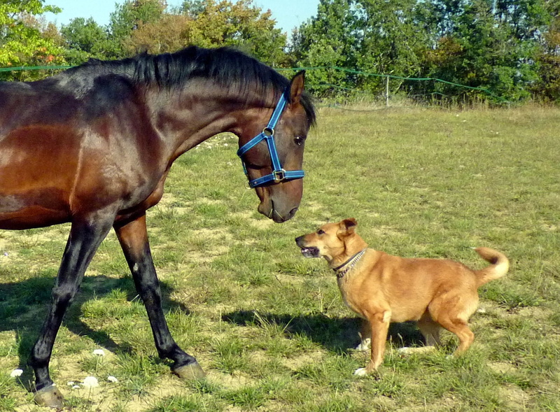 grass, pets, livestock, domestic, animal wildlife, Blood, nature, Breeding Horses, tree, mammal, domestic animals, animal, vertebrate, group of animals