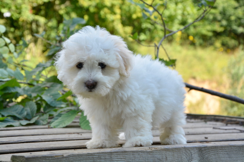 race, domestic animal, lof, animal, canine, leash, portrait, animal themes, focus on foreground, domestic animals, day, pet dog, white, young, plant, puppy