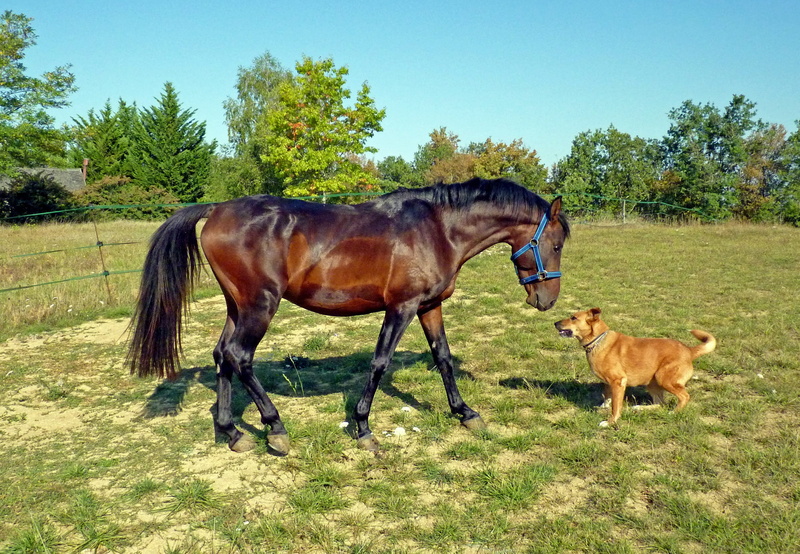 good looking, short, horse, breeding horses, grass, brown, animal family, outdoors, field, group of animals, breeding, animal, animal wildlife, tree, livestock