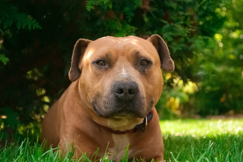 breed, sitting, pets, day, 2K, amstaff, grass, pure-breed dog, mammal, nature, brown, tail, animal themes, animal head, Dangerous, looking at camera, outdoors