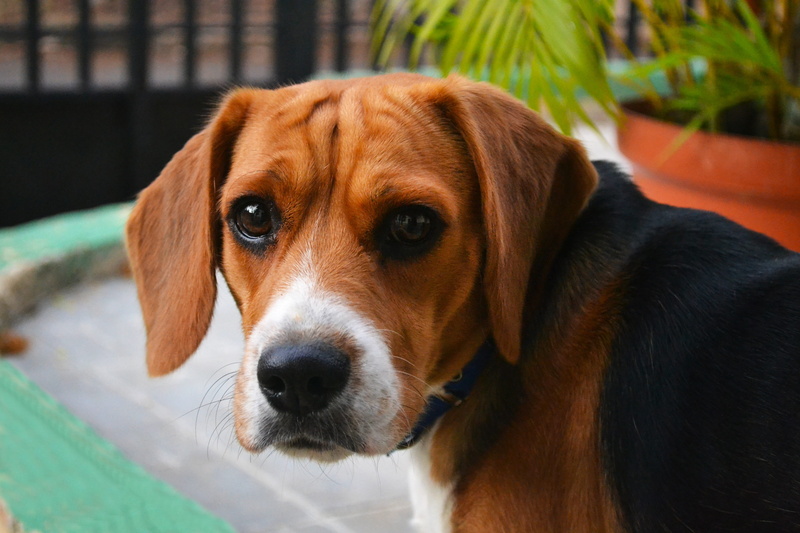 no people, vertebrate, loyalty, 4K, pet, animal, pure breed, whisker, one animal, pets, male, puppy, mammal, domestic, tender, close-up, animal body part