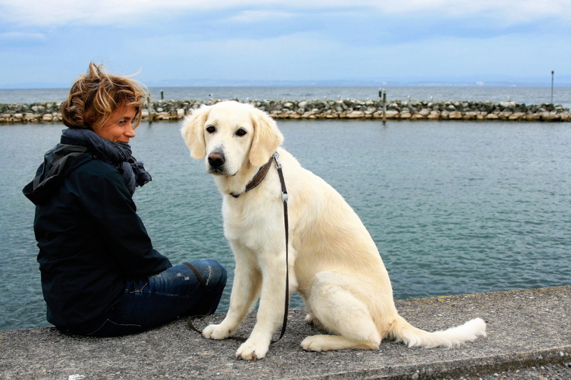 vertebrate, hdr, dock, spacer, domestic animals, a friend of man, pure-breed dog, white dog, golden retriever, friend, one animal, autumn, sitting, leisure activity