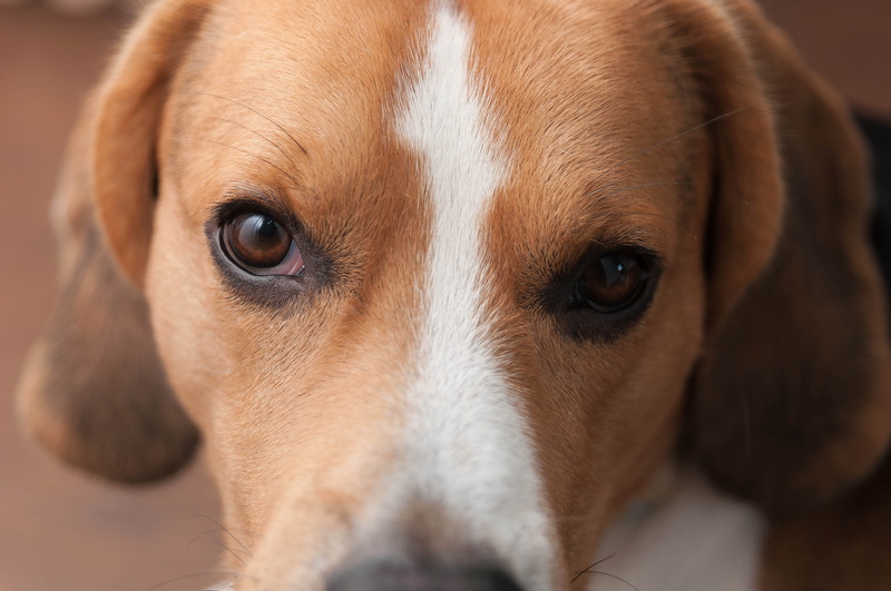 front view, portrait, domestic, pure breed, brown, close-up, canine, animal nose, dog, animal themes, looking at camera, beagle, no people, indoors, obedient dog