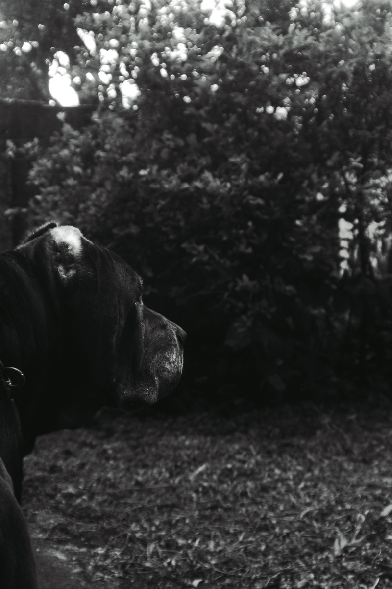 animal head, tree, 5K, domestic animals, dogs, plant, pure breed dogs, black and white, land, one animal, naturre, herbivorous, animal, dog, animal themes