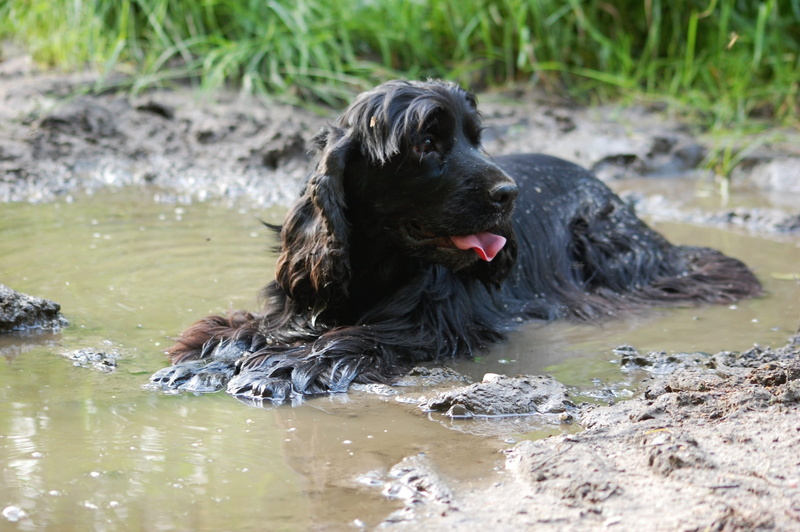 animal themes, outdoors, one animal, domestic animals, cocker spaniel english, vertebrate, day, breed, water, nature, funny, animal, cute, spacer, doggy
