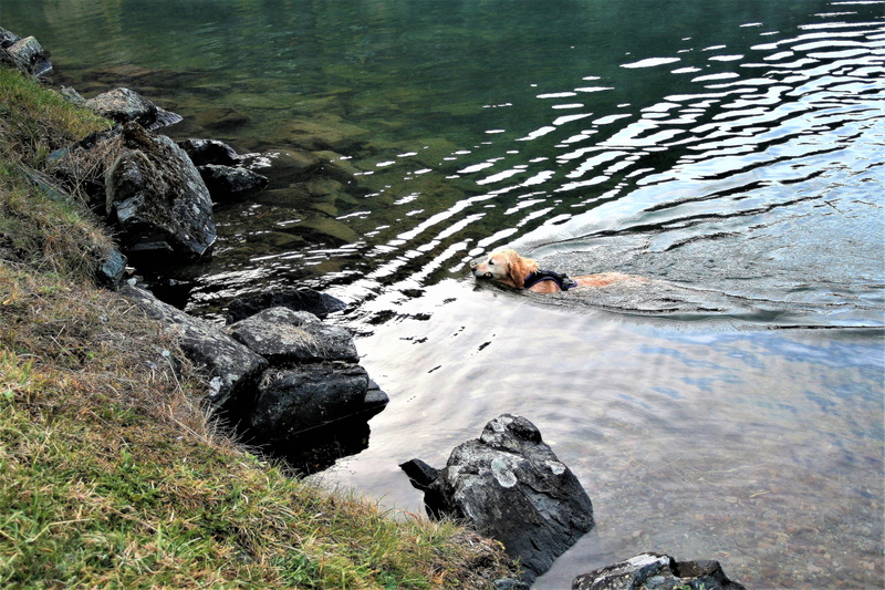 day, rock - object, men, rock, a friend of man, fun, outdoors, high angle view, animal, beauty in nature, wet dog, nature, pure-breed dog, leisure activity