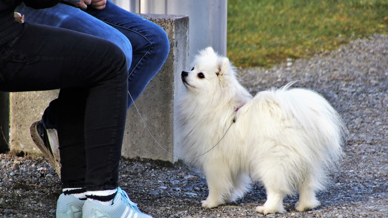 white color, low section, human leg, mammal, spitz miniature, mammals, fluffy, dog, portrait, fur, charming, pomeranian, jeans, human body part, look, body part