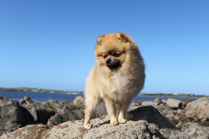 solid, mammal, spitz miniature, doggy, sea, pomeranian, canine, pets, small, blue, looking at camera, animal, sky, dog, a friend of man, animal themes