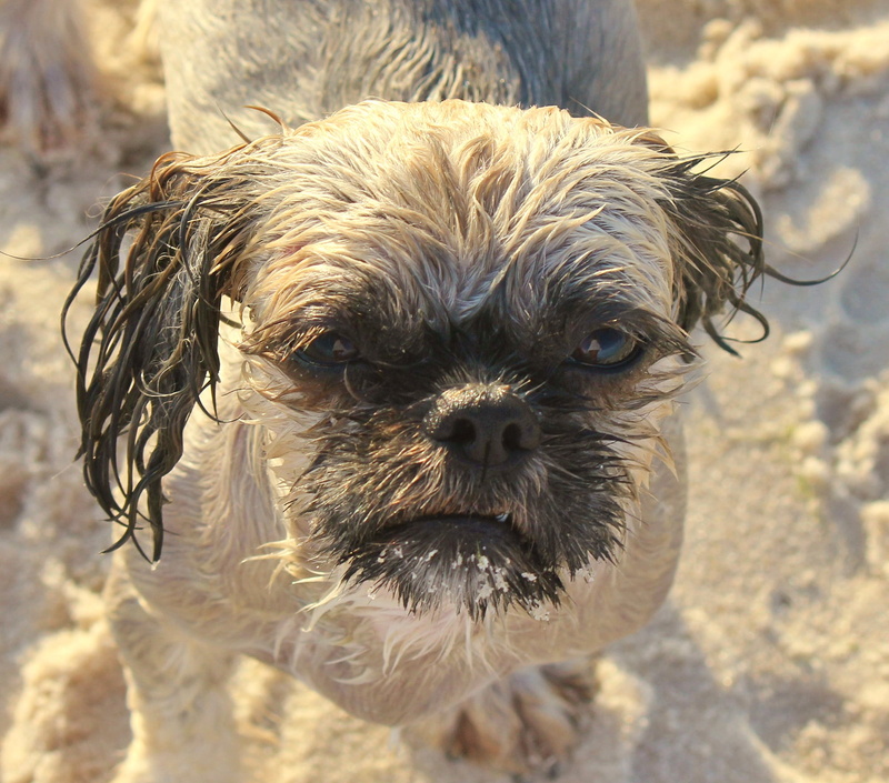 day, mammal, companion, adorable, lap dog, animal head, animal themes, vertebrate, shih tzu, close-up, domestic, animal, pets, domestic animals, portrait