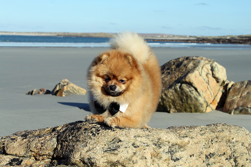 mammal, spitz miniature, nature, animals, sea, focus on foreground, vertebrate, animals in the wild, no people, rock - object, rock, water, day, 4K, sky