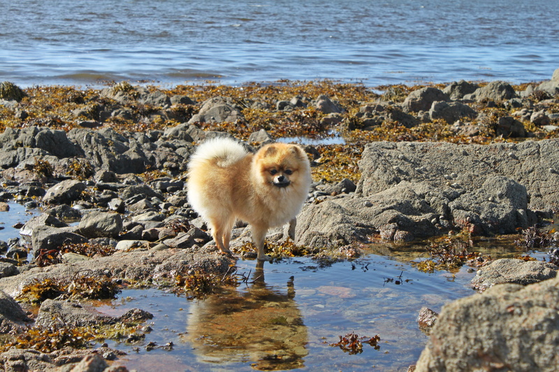 day, beach, portrait, spitz miniature, nature, animal themes, outdoors, animal, rock, animals in the wild, mammal, rock - object, no people, 4K, vertebrate