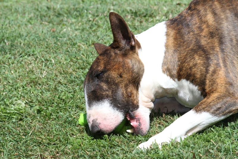 relaxation, puppy, plant, brindle, head, mammal, breed, fun, face, pet, 2K, green, english, canine, bull, purebred, happy, ears, summer, domestic animals