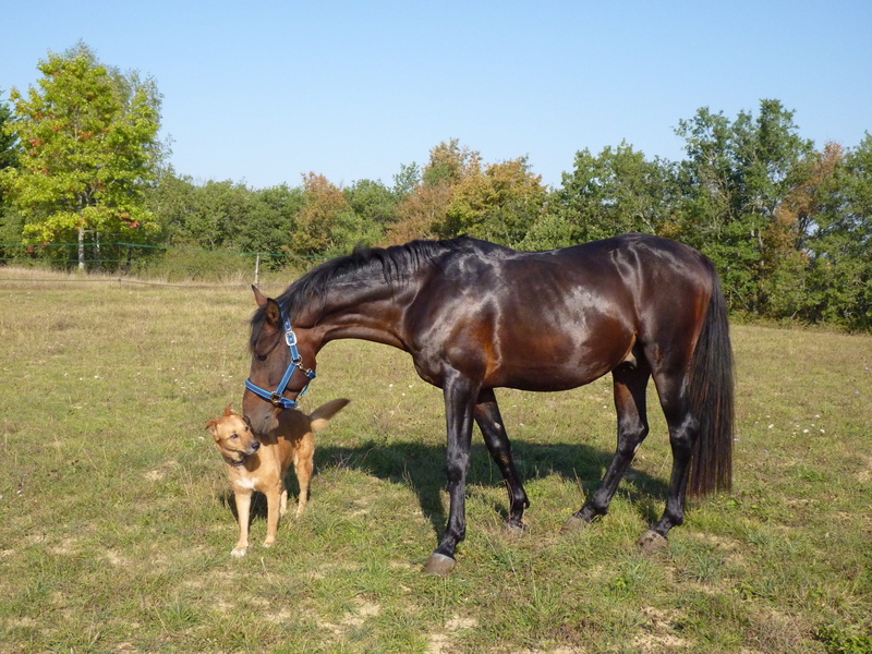 grass, standard, sunlight, no people, horses, near, animal themes, brown, short, group of animals, animal, livestock, pre, nature, dog, animal wildlife