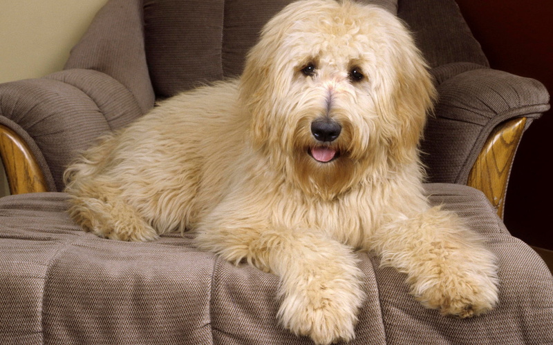 coated, pets, living room, leather, domestic Animals, relaxation, sofa, portrait, domestic, lie, puppy, canine, animal, thoroughbred, 1080P, long, people