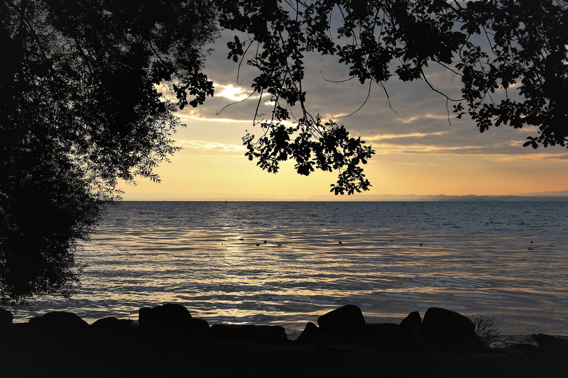 tree, scenery, romantic, morning, horizon over water, foliage, silhouette, 5K, desktop, mood, land, orange color, tranquil scene, sea, sunset