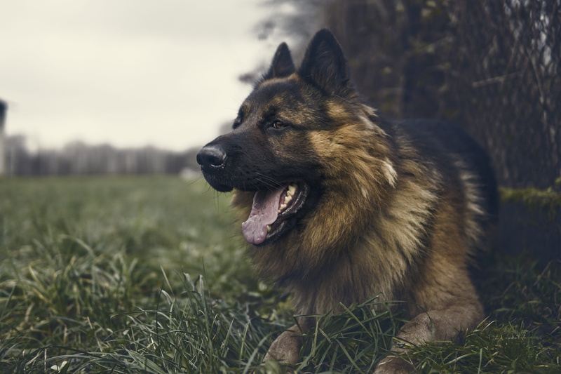 animal tongue, rest, looking away, fence, shepherd, one animal, sheep-dog, domestic animals, facial expression, lie, nature, language, alsatian, no people
