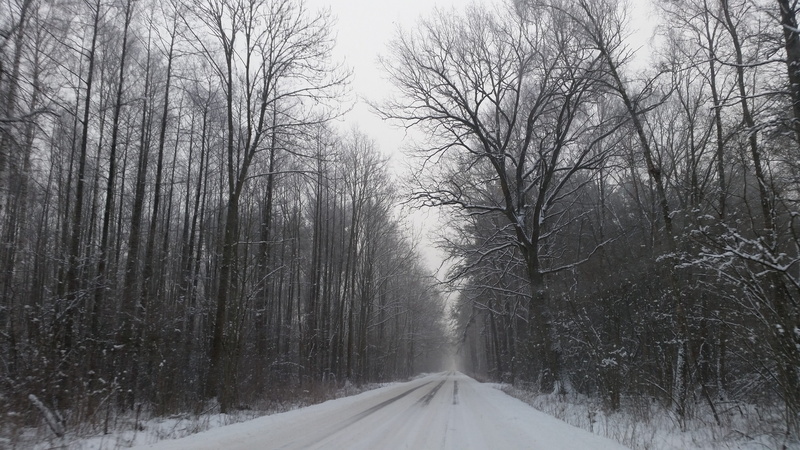 the silence, scenics - nature, beauty in nature, covering, cold temperature, no people, tree, bare tree, the way forward, day, plant, road, 5K, forest
