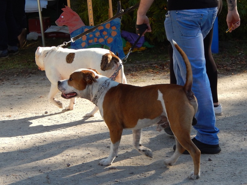 2K, fun, one animal, outdoors, pet owner, land, shadow, sunlight, domestic, mammal, parade, spacer, doggy, show dogs, pets, low section, vertebrate, real people