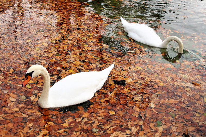 foliage, lake, peek of the year, swan, 4K, vertebrate, rainy, spacer, leaf, swans, animals in the wild, bird, relax, plant part, animal themes, animal wildlife