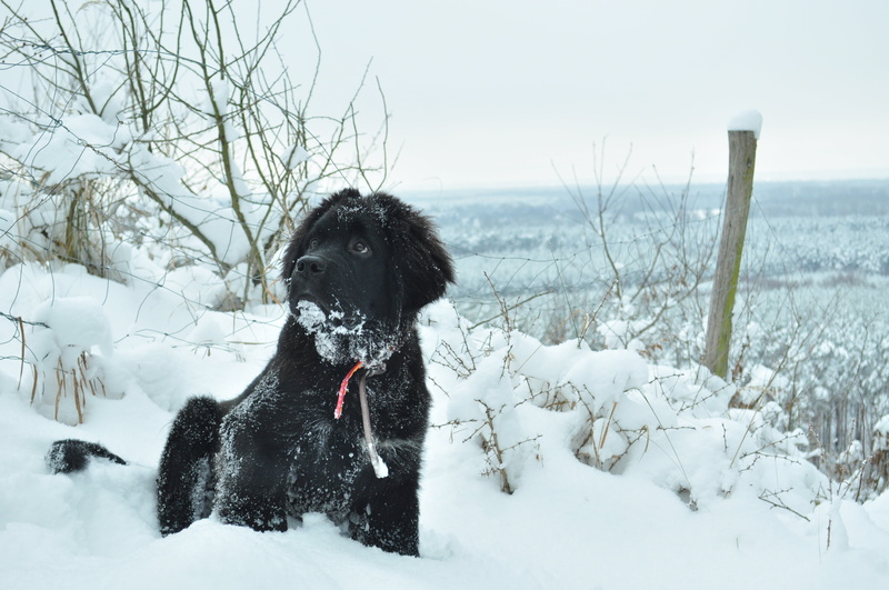 outdoors, animal themes, czworonów, puppy, nature, animal, canine, vertebrate, cold - Temperature, day, domestic, snow, mammal, beauty in nature, pets