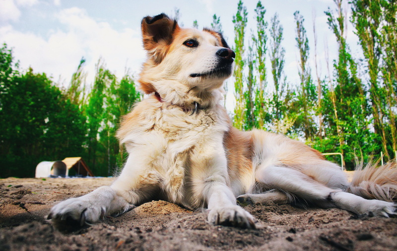 sitting, doggy, shape, land, no people, coat, barks, plant, at the court of, nature, friend, coated, canine, sight, day, looking, tan, mammals, friendship