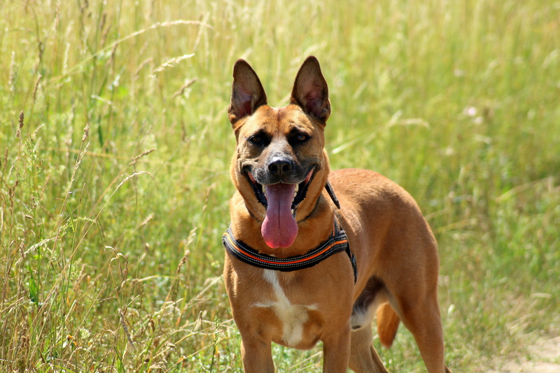 brown, day, cute, pets, animal mouth, domestic, facial expression, spring, dog, active, white, one animal, doggy, german shepherd, malinois, sticking out tongue