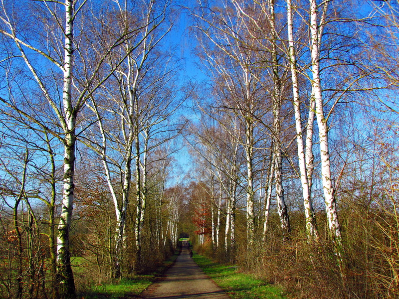 way, treelined, spring, footpath, non-urban scene, tranquility, spacer, tree, autumn, 4K, birch, no people, scenics - nature, the path, outdoors, beauty in nature