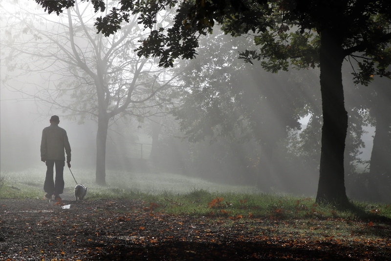 day, view, nature, fog, real people, on a leash, in the morning, foliage, oct, dog, rear view, you go, tranquil scene, fog lights, autumn, mountain, the fog
