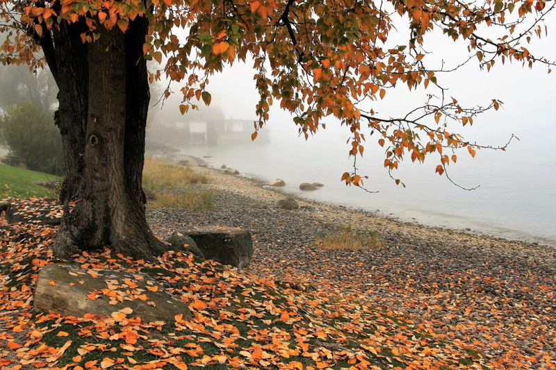 change, autumn collection, season, the silence, outdoors, water, tint, near, landscape, autumn foliage, beauty in nature, branch, plant, day, mood, holiday