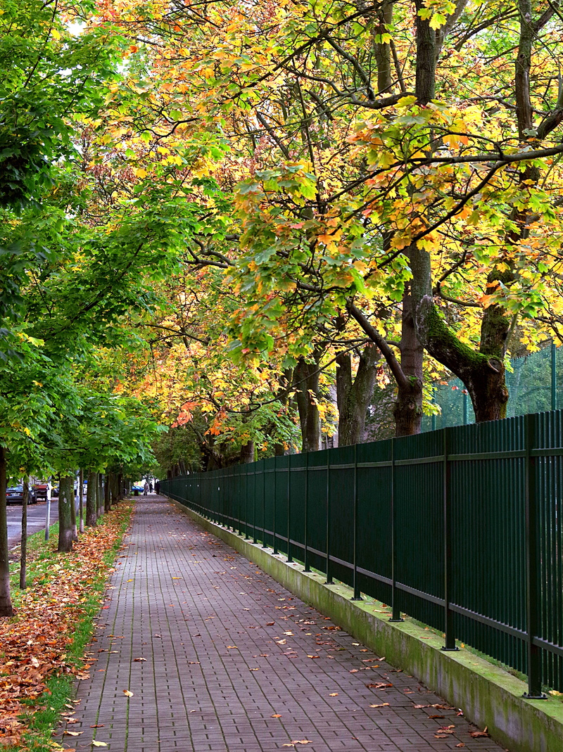 autumn, foliage, alley, october, fencing, day, park, street, beauty in nature, old, built structure, red, the moat, polish golden autumn, golden, plant