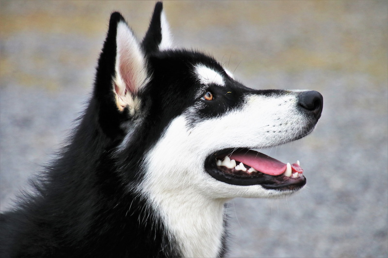 animal body part, focus on foreground, side, fur, husky, sweet, sled dog, breed, close-up, looking, black, canine, day, mouth open, 5K, cloudy, coat, no people