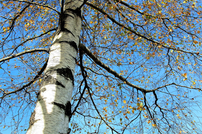 low angle view, branch, plant, park, collapse, blue, seasons of the year, high, growth, spacer, sky, yellow leaves, leaf, 4K, tree trunk, fall, hdr, directly below