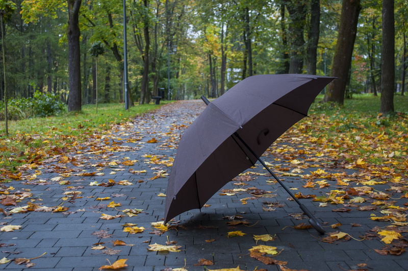outdoors, plant part, plant, tree, day, footpath, growth, paving stone, fall, yellow, forest, umbrella, foliage, park, leaves, change, land, leaf, season