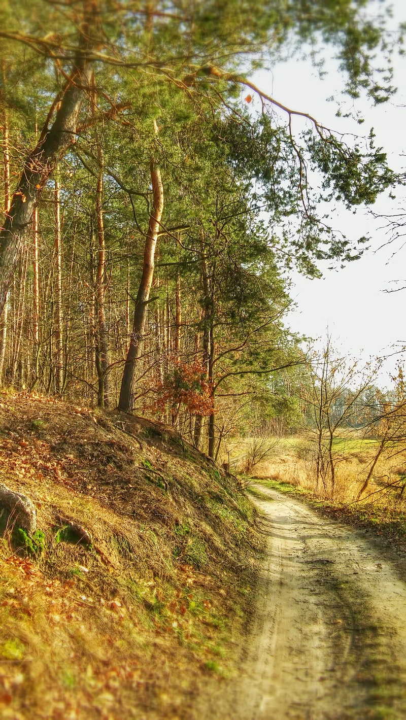 non-urban scene, direction, plant, pine, day, environment, tranquility, tree, road, spacer, grass, autumn gold, nature, trail, the way forward, land, sunny