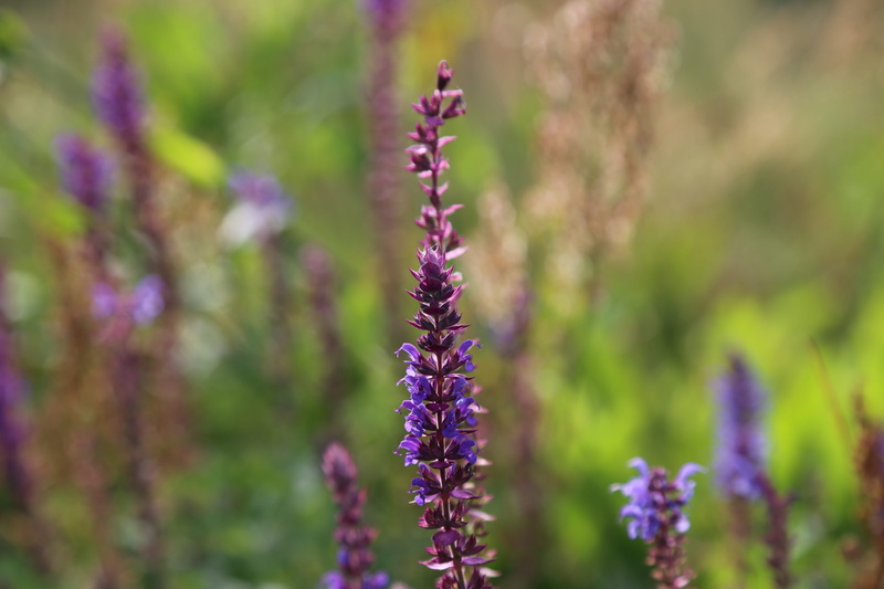 violet, close-up, flower, heather, flowering plant, outdoors, no people, purple, focus on foreground, plants, 5K, blooming, autumn, macro, purple flowers