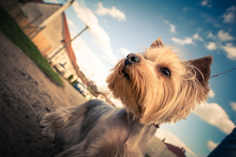 no people, Sky, animal, close-up, yorkshire Terrier, dog, purebred Dog, friendship, animal themes, 2K, cloud - sky, looking, terrier, pets, looking away