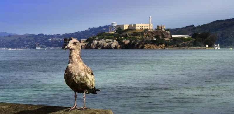 pier, tourist, prison, animal wildlife, lighthouse, standing, destination, old, national, no people, seagull, alcatraz, jail, attraction, famous, animal themes