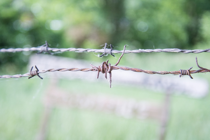 day, jail, nature, focus on foreground, twisted, danger, dom, barb, security, warning sign, protection, barbed wire, barbwire, no people, metal, green color