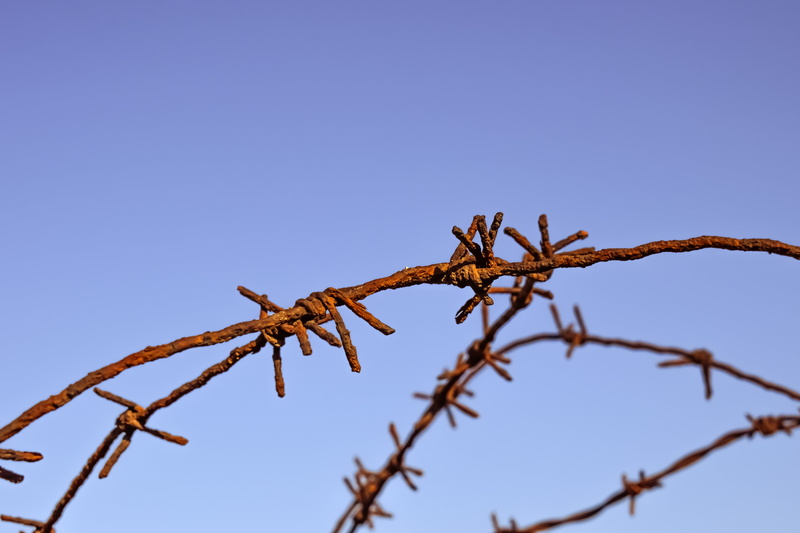 dom, barbwire, copy space, tree, low angle view, branch, pain, hurt, brown, protection, photography, security, blue, boundary, focus, no people, safety